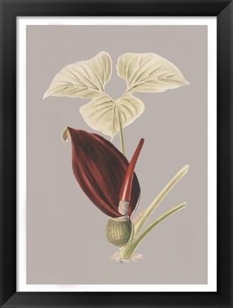 Framed Botanical Cabinet VIII Print