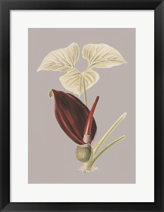 Framed Botanical Cabinet VIII Print