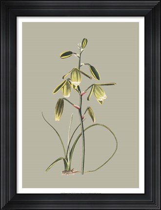 Framed Botanical Cabinet IX Print