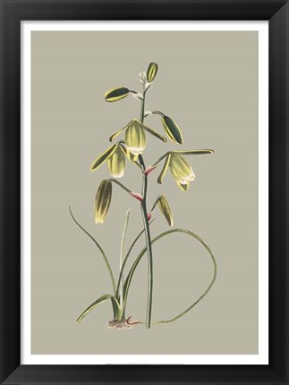 Framed Botanical Cabinet IX Print