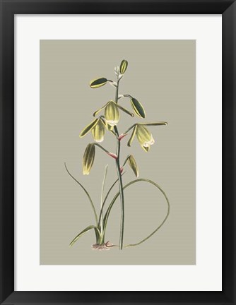 Framed Botanical Cabinet IX Print