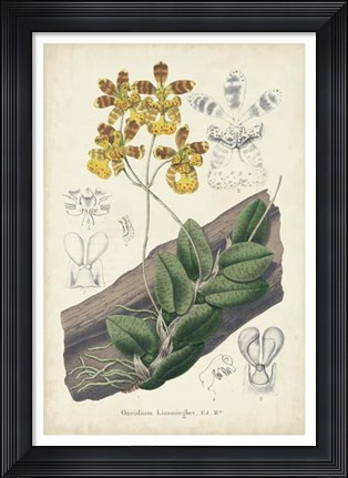 Framed Orchid Delight I Print