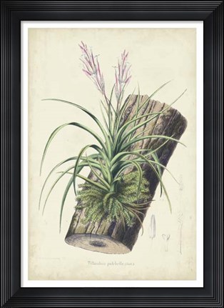 Framed Orchid Delight II Print