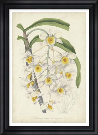 Framed Orchid Delight III Print
