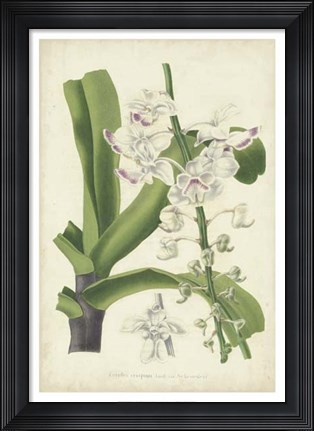 Framed Orchid Delight IV Print