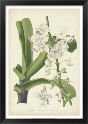 Framed Orchid Delight IV Print