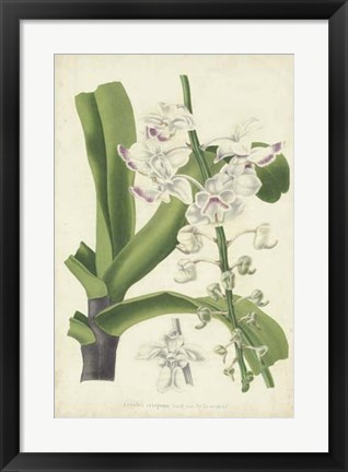 Framed Orchid Delight IV Print