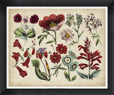 Framed Antique Botanical Chart I Print