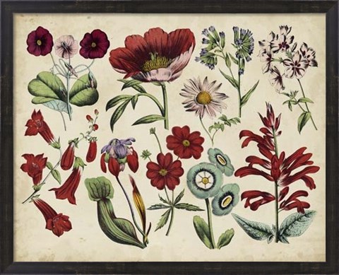 Framed Antique Botanical Chart I Print