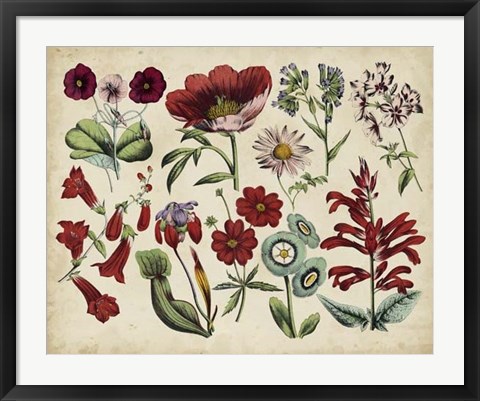 Framed Antique Botanical Chart I Print