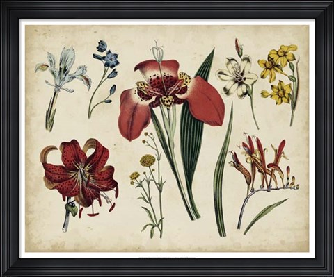 Framed Antique Botanical Chart II Print