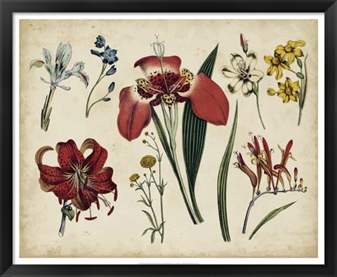 Framed Antique Botanical Chart II Print