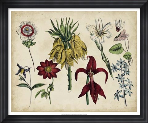 Framed Antique Botanical Chart III Print