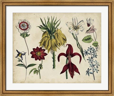 Framed Antique Botanical Chart III Print