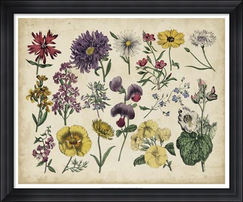 Framed Antique Botanical Chart IV Print