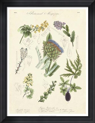 Framed Botanical Register I Print