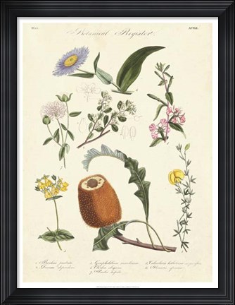 Framed Botanical Register II Print