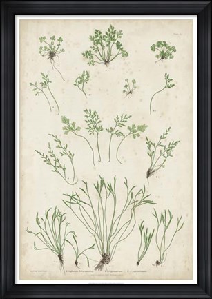 Framed Bradbury Ferns I Print