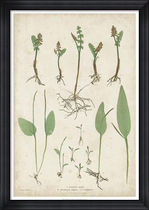 Framed Bradbury Ferns II Print