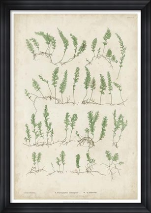 Framed Bradbury Ferns III Print