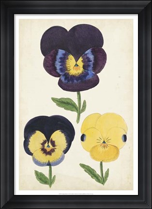 Framed Antique Pansies I Print