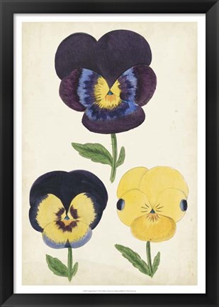 Framed Antique Pansies I Print