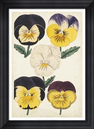 Framed Antique Pansies II Print
