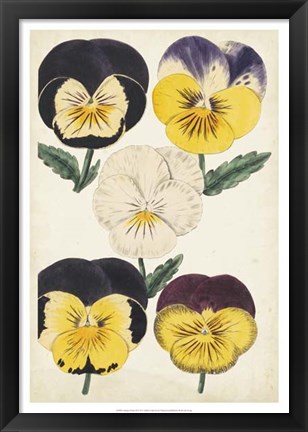 Framed Antique Pansies II Print