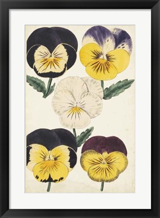 Framed Antique Pansies II Print