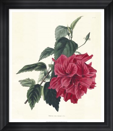 Framed Rose Hibiscus I Print