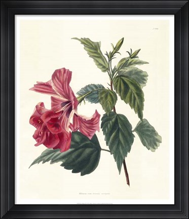 Framed Rose Hibiscus II Print