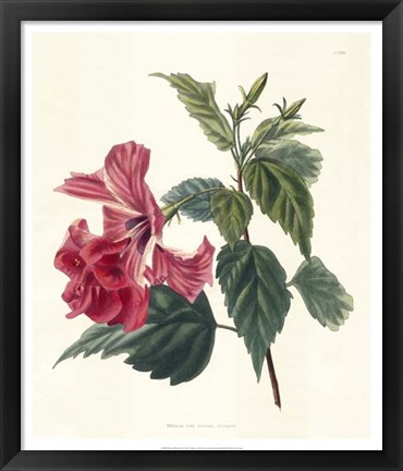 Framed Rose Hibiscus II Print