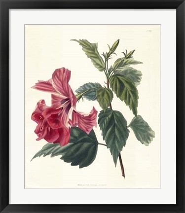 Framed Rose Hibiscus II Print