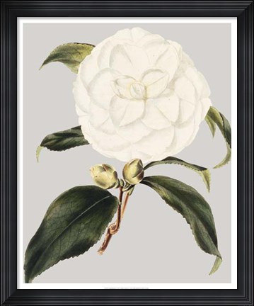 Framed Camellia Japonica I Print