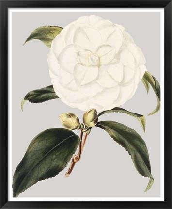 Framed Camellia Japonica I Print
