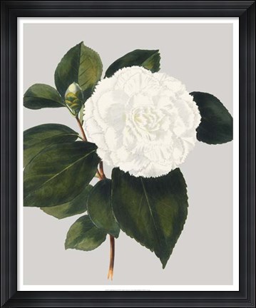 Framed Camellia Japonica II Print