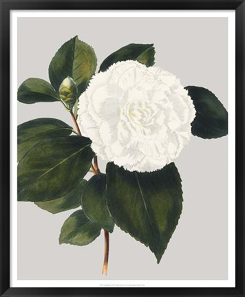 Framed Camellia Japonica II Print