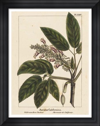 Framed California Horse Chestnut Print