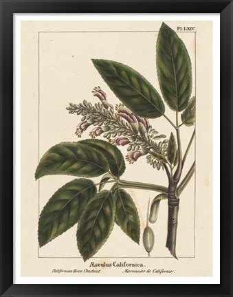 Framed California Horse Chestnut Print