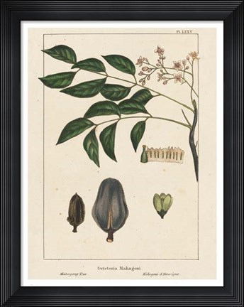 Framed Mahogany Tree Print
