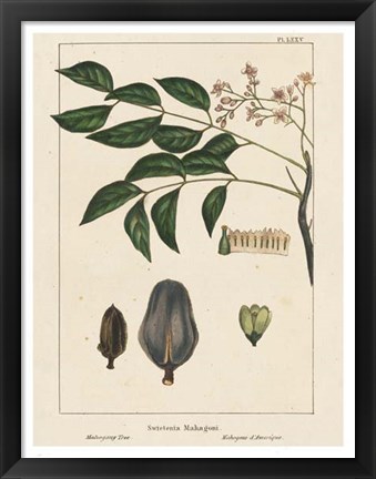 Framed Mahogany Tree Print
