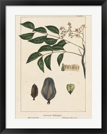 Framed Mahogany Tree Print