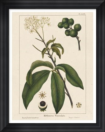 Framed Round fruited Honeyberry Print