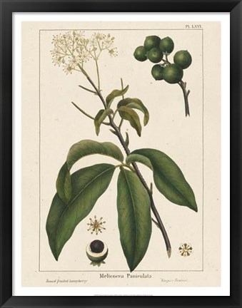 Framed Round fruited Honeyberry Print