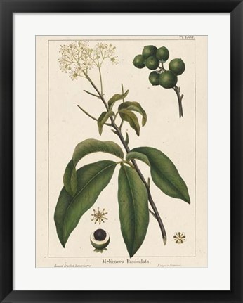 Framed Round fruited Honeyberry Print