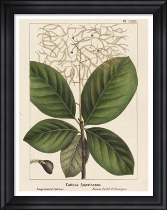 Framed Large Leaved Cotinus Print