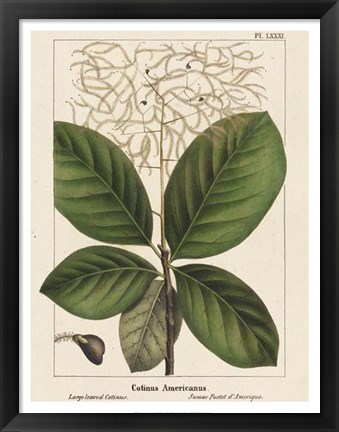 Framed Large Leaved Cotinus Print