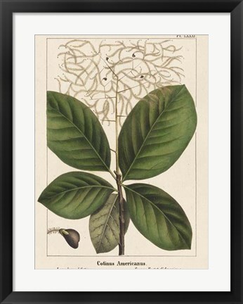 Framed Large Leaved Cotinus Print