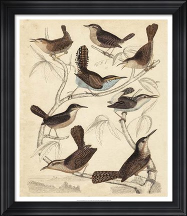 Framed Avian Habitat VI Print
