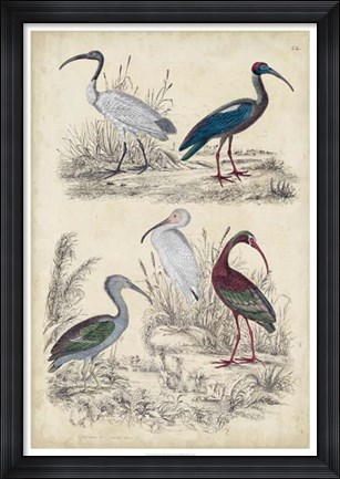 Framed Ibis Family Print